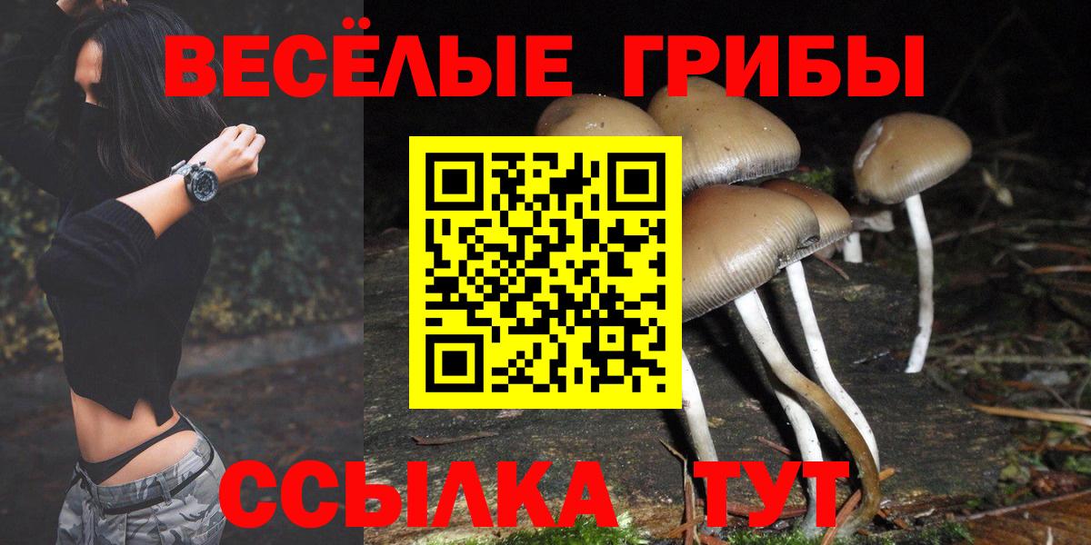 Галлюциногенные грибы Psilocybe Гай
